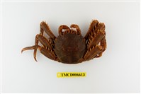 藏品(近親盾牌蟹)的圖片